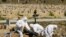 RUSSIA -- Cemetery workers wearing protective gear bury a coronavirus victim at a cemetery on the outskirts of St. Petersburg, May 6, 2020