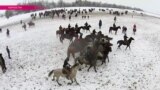 Кыргызстан возрождает козлодрание