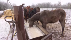 В Запорожской области из-за морозов не удается вывезти из-под обстрелов почти сотню коней
