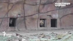 В чешском зоопарке встретились "русский" медведь и "таджикская" медведица