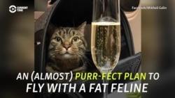 An (Almost) Purr-fect Plan: The Fat-Cat Fraudster On A Russian Flight