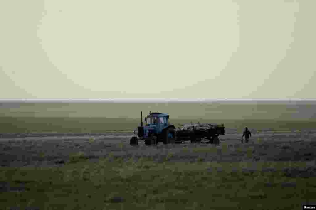 Трактор перевозит туши погибших сайгаков близ села Жолоба Костанайской области. 20 мая 2015 года &nbsp;