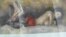 Tajik naked woman