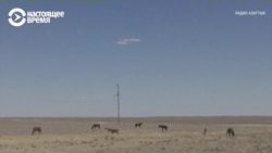 В Казахстане из-за засухи гибнет скот
