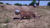 В Индии спасли застрявшего в металлическом горшке леопарда