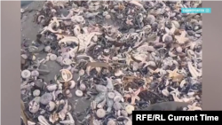 Мертвые рыбы и животные, обнаруженные на берегу Тихого океана