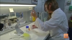 В Дании изобрели сверхпрочный клей из белков мидий
