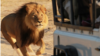 В Зимбабве браконьеры убили знаменитого среди туристов льва