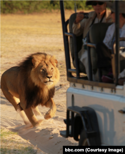 Сесил - самый знаменитый лев Зимбабве