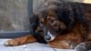 Зоозачистка: к чемпионату мира по футболу в России массово истребляют бездомных собак