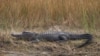 В парке Диснейленд в Орландо аллигатор утащил под воду двухлетнего ребенка