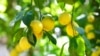 Детсады и школы в Узбекистане после речи Мирзиеева обязали выращивать лимоны