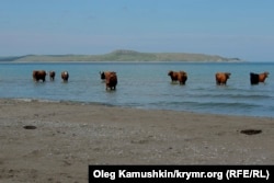 Коровы на крымском пляже