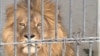 Зверинец с тесными сырыми клетками: во что превратился зоопарк в Душанбе 