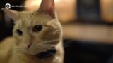 Нью-Йорк, New York: кот-метродотель с доставкой в номер