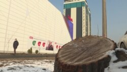 У торгового центра в Алматы вырубили деревья, занесенные в Красную книгу