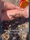 "Ребенок весь в мазуте". Россияне делятся фото и видео отдыха в Новороссийске и Анапе после разлива нефтепродуктов в Черном море