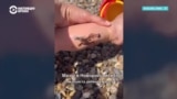 "Ребенок весь в мазуте". Россияне делятся фото и видео отдыха в Новороссийске и Анапе после разлива нефтепродуктов в Черном море