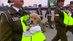 Полуторамесячные щенки лабрадоров участвуют в военном параде в Чили