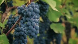 Грузинское вино Ркацители в Вирджинии