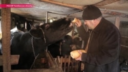 "Корова на балконе": зачем жители Челябинска скупают у фермеров коров