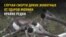 Загадочная смерть 323 оленей в Норвегии: кто в этом виноват?