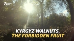 Kyrgyz Walnuts, The Forbidden Fruit