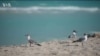 26-летняя юристка ушла из профессии и убирает мусор на пляжах Флориды