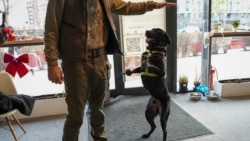 Пёс с протезами помогает украинским военным проходить реабилитацию после ампутаций