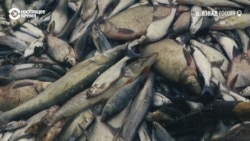 Сохранится ли тысячелетняя рыбацкая традиция на озере Ильмень