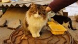 Котопункт для котоморд: как сделать в городе доступную среду для животных