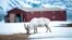 Norway. A reindeer eats grass on June 4, 2010 in Ny-Alesund in the Svalbard archipelago