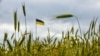 Еврокомиссия отменила эмбарго на поставку украинского зерна в страны ЕС. Польша, Венгрия и Словакия заявили о продлении блокировки транзита