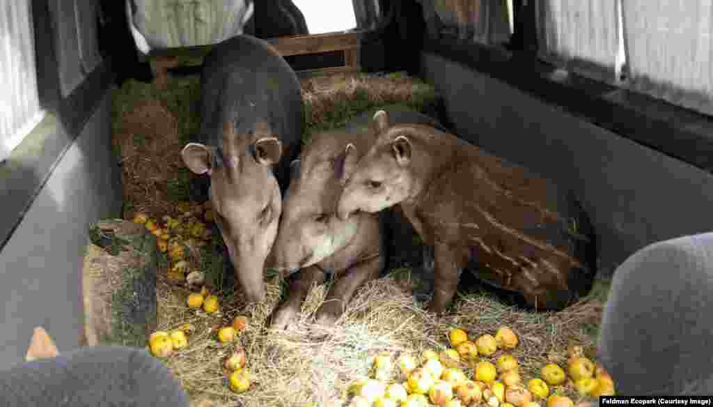 Эвакуация тапиров из экопарка в 2022 году.В разгар наступления российской армии в 2022 году администрации парка удалось эвакуировать часть животных. Эта история легла в основу документального фильма "CheckPoint Zoo", который снял американский режиссер Джошуа Земан спродюсировал голивудский актер Леонардо ДиКаприо.