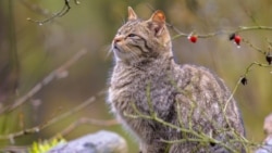 Европейская лесная кошка