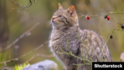 Европейская лесная кошка