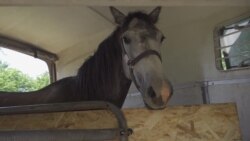 "Забирай или зарежем". Житель станицы в Краснодаре на свои средства спасает лошадей