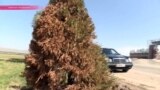 Ёлки повышенной зелености: в Бишкеке покрасили деревья к саммиту СНГ