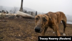 Собака у сгоревшего дома своего хозяина. Австралия, 8 января, 2019 