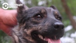 Джесси снова дома: захваченная Россией собака вернулась к украинским хозяевам