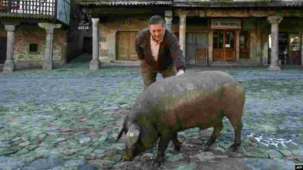 Эта свинья не достанется российскому потребителю - экспорт хамона из Испании запрещен российскими властями. В сентябре НВ узнали, что испанский хамон заменят уральским