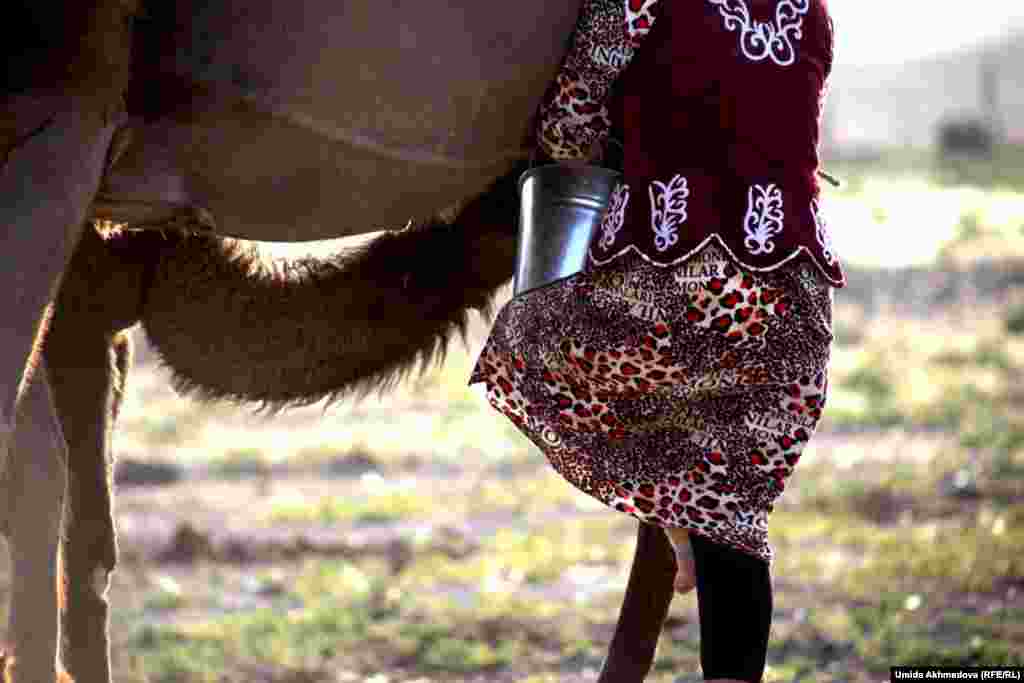 Айдана быстро наполняет ведро молоком. Видно, что она очень хорошо освоила технику доения верблюдиц.