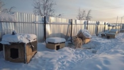 Собачий приют в Якутске