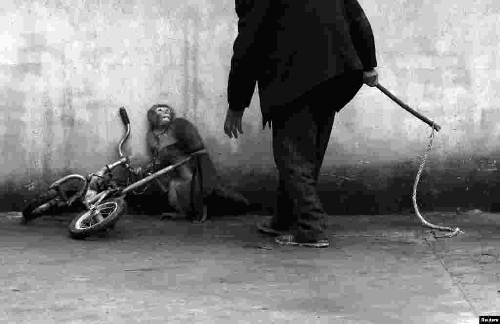 В категории &quot;Природа. Одиночные снимки&quot; победителем стал Юнчжи Чу из Китая - со снимком цирковой обезьянки, ожидающей удара дрессировщика. &nbsp;
