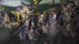 WEST BANK -- Horseshoe bats hang from a net inside an abandoned Israeli army outpost next to the Jordan River in the occupied West Bank, on July 7, 2019. -