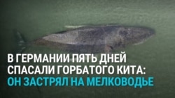 На севере Германии пять дней спасали кита, который застрял на мелководье: как это было