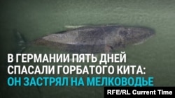 На севере Германии пять дней спасали кита, который застрял на мелководье: как это было