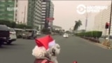 В столице Филиппин регулировщик выходит в костюме Санты