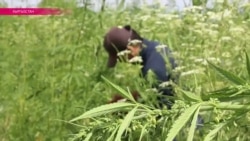 В Кыргызстане начался сезон сбора марихуаны