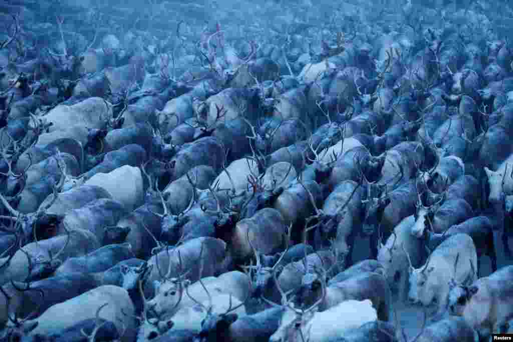 Традиционно в зимние месяцы оленеводы собирают стада в загоны, чтобы отобрать слабейших животных для убоя